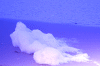 Foam-of-sea.gif (71679 byte)