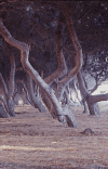 The-poetry-of-the-pine-2.gif (110866 byte)