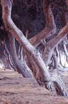 The-poetry-of-the-pine-3.gif (123870 byte)