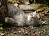 cats-2.gif (131989 byte)