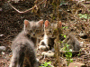 cats-3.gif (151848 byte)