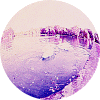 geese-on-the-lake.gif (56279 byte)