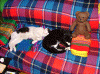 sleeping-cats.gif (106536 byte)