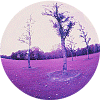 trees-in-the-park.gif (56043 byte)