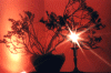 Sagoma-in-controluce-con-ca.gif (87568 byte)