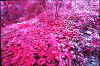 infra-2.gif (142717 byte)