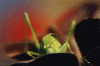 insect1.gif (69043 byte)