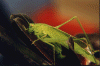 insect2.gif (72082 byte)