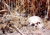 skull.gif (138496 byte)