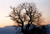 trees.gif (87997 byte)